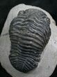 Bargain Phacops Trilobite From Morocco - #7950-1